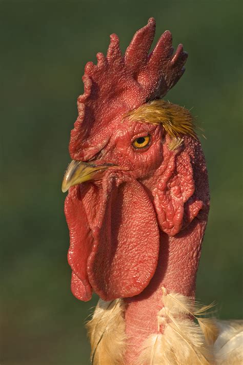When people say they are keeping chickens, generally they mean hens or the female species of a chicken. A neck bred for biting - Agricultural Biodiversity Weblog