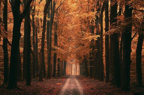 5k Free Download Alley Trees Road Autumn Leaves Distance Hd