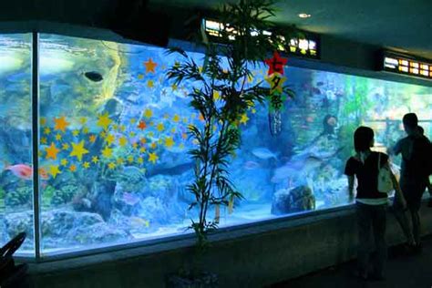 Akan tetapi jika aquarium unik ikan cupang buatan sendiri akan membawa kebanggaan. Cara Membuat Aquarium Air Laut Dan Tawar Untuk Ikan Hias