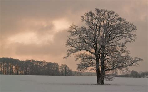 Free Images Landscape Tree Snow Winter Cloud Morning Flower