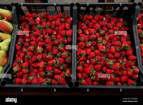 Strawberries In Black Plastic Containers Stock Photo Alamy