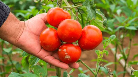 Como Cuidar Dos Tomateiros Tudo O Que Deve Saber A Cientista Agrícola