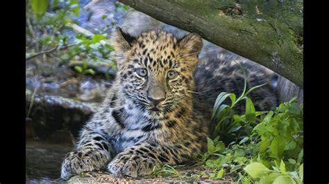 Rare Amur Leopard Cubs Will Make Their Beardsley Zoo Debut