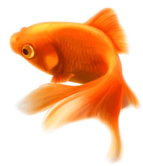 Png Goldfish Transparent Goldfishpng Images Pluspng