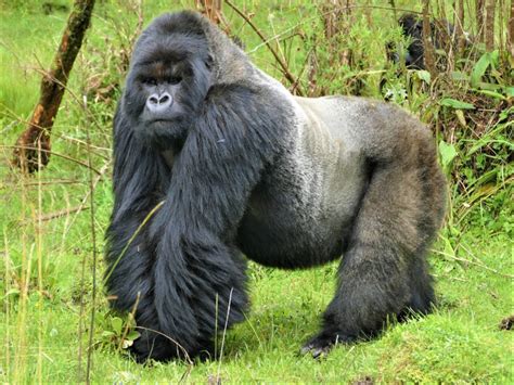 Celebrating The Life Of Silverback Gorilla Mafunzo Dian Fossey