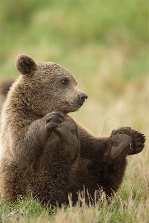 Bears Brown Bears And Bear Cubs On Pinterest