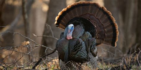 Americas 5 Wild Turkey Subspecies Meateater Hunting