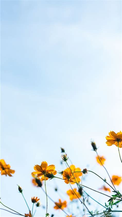 Close Shot Of Yellow Flowers Iphone Wallpapers Free Download