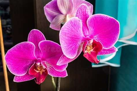 Questa orchidea felice è un colore giallo sunshiny che è sicuro di tirarti su! Pianta Dell'orchidea Di Lepidottero Del Fiore Del Cymbidium Dell'orchidea Immagine Stock ...