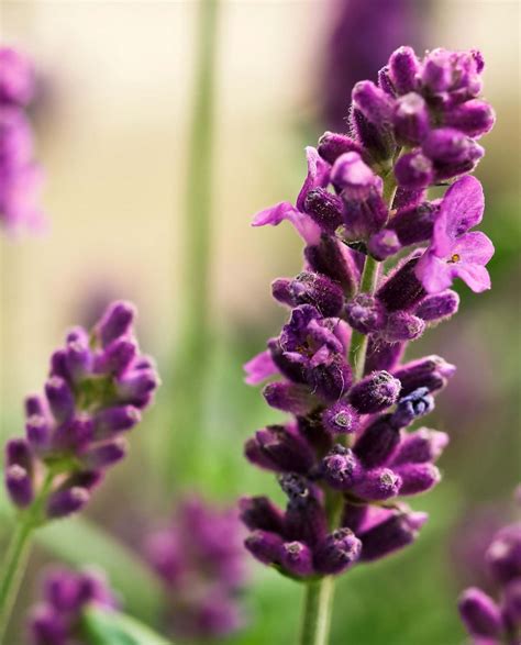 Lavandula Angustifolia The True Lavender For Gardens