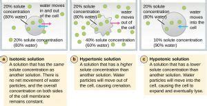 Check spelling or type a new query. Isotonic vs. Hypotonic vs. Hypertonic Solution | Nursing ...