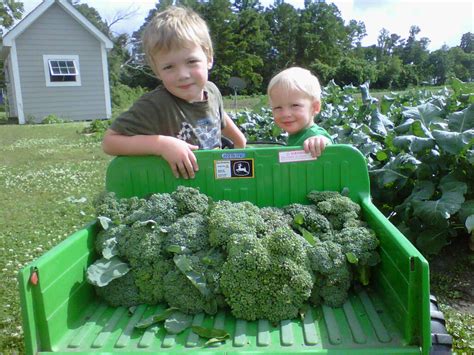 Memoirs Of A Mattamuskeet Momma The First Spring Broccoli Harvest