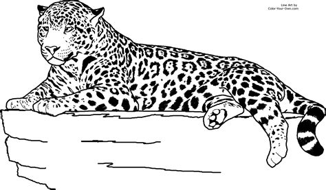 Jaguar Laying Down Coloring Page