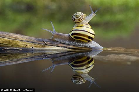 Lets Just Take Things Slowly Snails Appear To Be Kissing