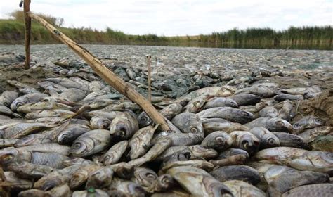 Gölette Binlerce Balık öldü Kirleten Işletmeye 96 Bin Lira Ceza