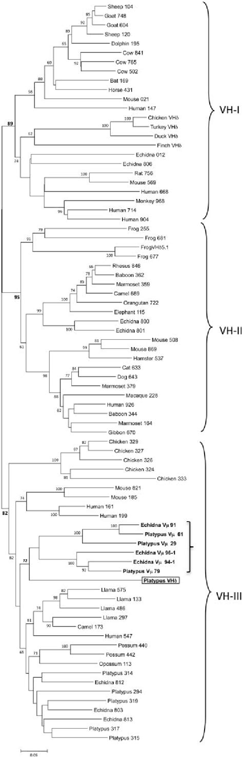 Phylogenetic Tree Of Mammalian Vh Genes Including The Platypus Vh And