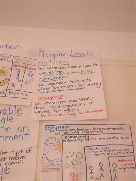 Food web synonyms, food web pronunciation, food web translation, english dictionary definition of food web. producer, consumer, decomposer anchor chart with definitions and examples | Science anchor ...