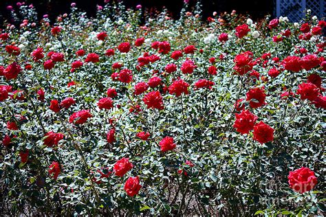 Long Stemmed Red Roses Photograph By Carol Groenen Pixels