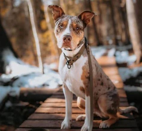 Catahoula Dog Mixes 15 Different Catahoula Leopard Dog Mix Crossbreeds