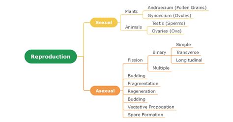 Biology Concept Map Complete Guide With Examples Edrawmind
