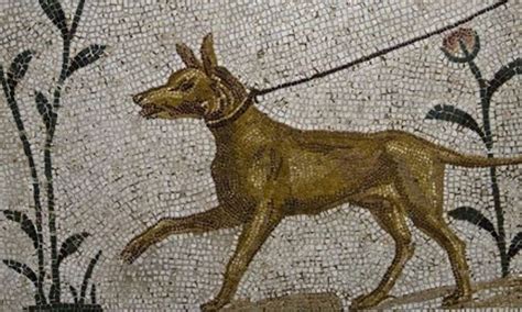 Roman Dog Names 250the Ultimate List With Meaning