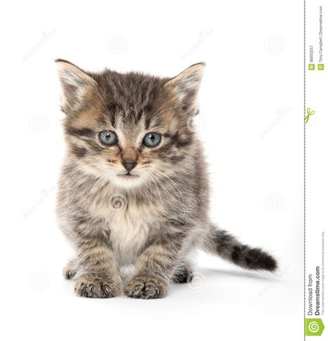 Cute Baby Tabby Kitten Stock Image Image Of Kitten