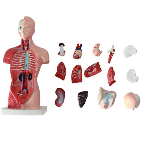 Buy Human Body Anatomical Model 26cm Torso Model Showing 15 Parts Of