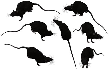 Brown Rat Mouse Black Rat Clip Art Rat Silhouette Png Download 1024