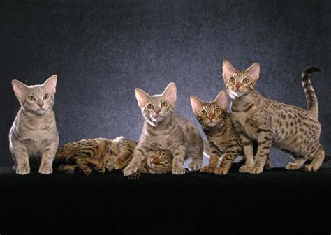 Ocicat A Cat Breed Youve Probably Never Heard Of Cute Kittens