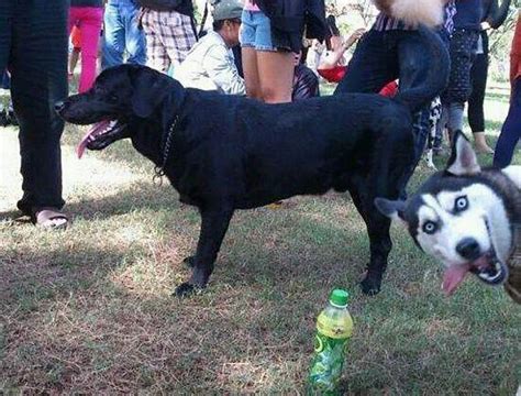 The 36 Greatest Animal Funny Photobombs Of All Time