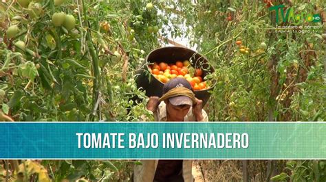 Como Cultivar Tomate Bajo Invernadero Tvagro Por Juan Gonzalo Angel