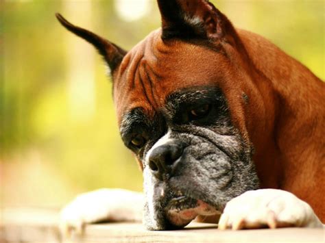 Try Not To Laugh Boxer Dog Wallpapers