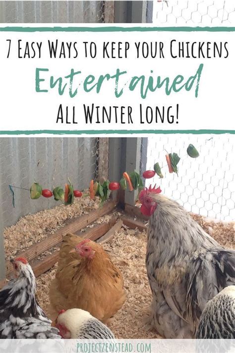 7 Easy Ways To Keep Your Chickens Entertained This Winter Chicken Diy