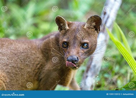 Carnivorous Mammal Fossa Madagascar Wildlife Stock Photo Image Of