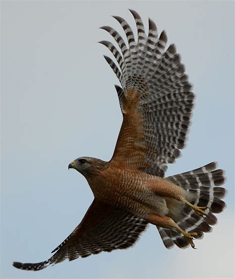 Filered Shouldered Hawk Taking Flight Wikimedia Commons
