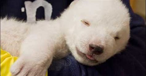 German Polar Bear Cub Dubbed Flocke Cbs News