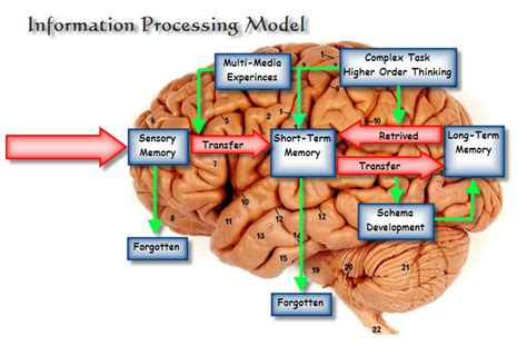 Information On Information Processing An In Depth Look At Cognition