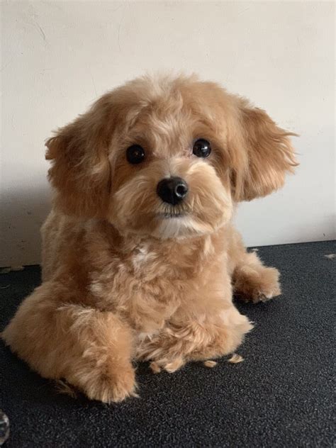 This is a unique litter for us. Cute maltipoo puppy cut from Myra! - Yelp