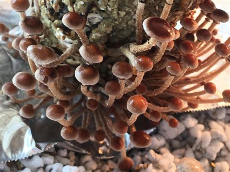 Growing Mushrooms From Spores Prints All Mushroom Info