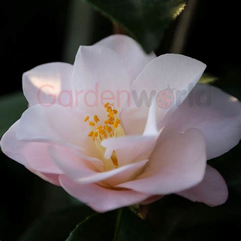 Camellia Magnoliaeflora Garden World Nursery