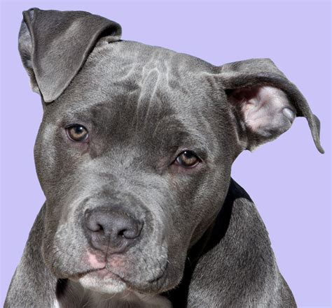 Pit bulls lack a lot of the submission behaviors that other dog breeds have. A List Of Dog Breeds That Look Like Pit Bulls ...