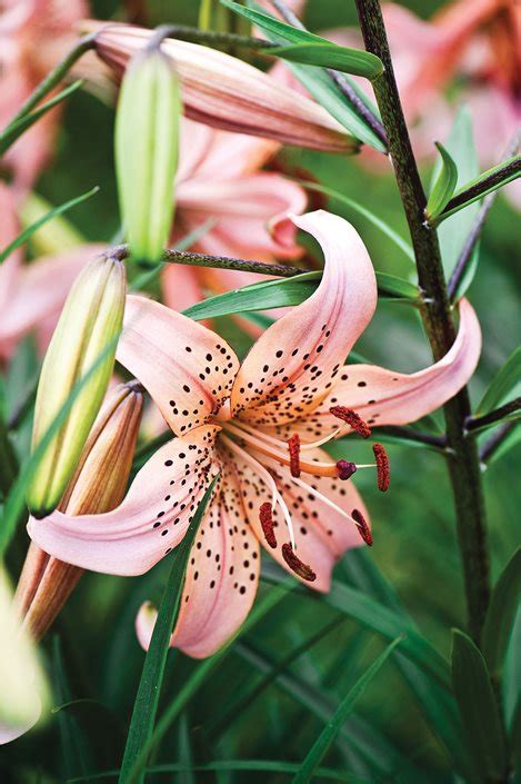 Growing Lilies How To Plant And Care For Lily Flowers Garden Design