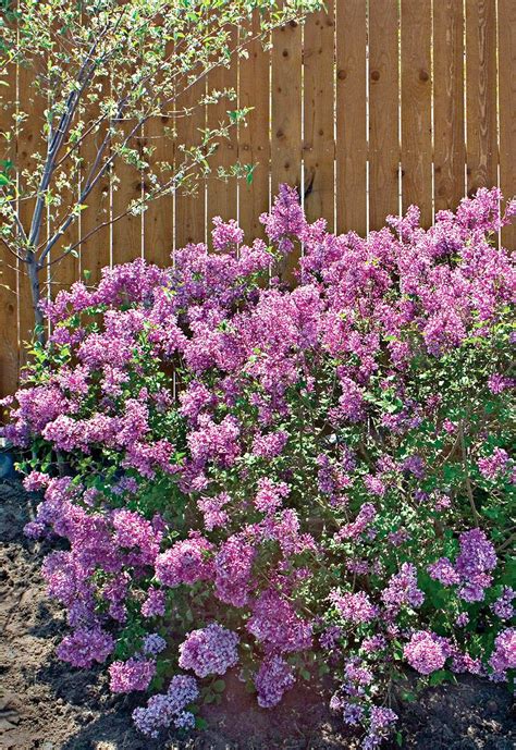 Compact Reblooming Lilac Variety Dfc06da9 Purple Flowers Garden Exotic