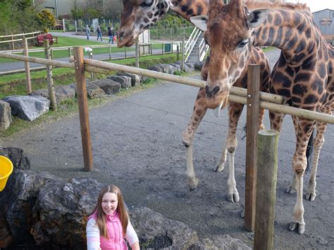 Why You Should Book A Giraffe Feeding Experience At Folly Farm You