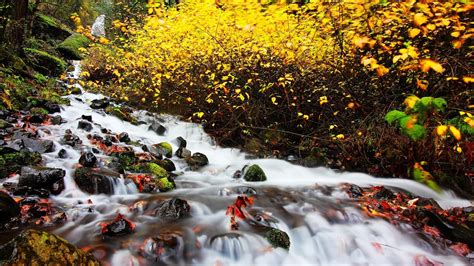 Yellow Leaves Plants Water Stream On Algae Covered Stones Hd Fall