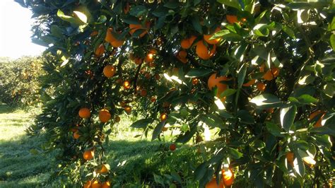 Pick Your Own Oranges No Pyo In 2018 Schofields Orange Orchard