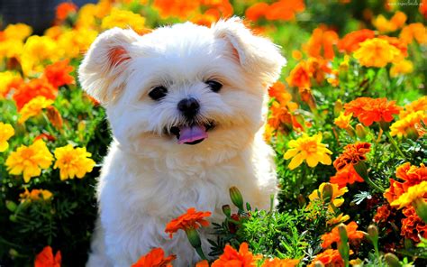 Free Animal Wallpaper and Screensavers - WallpaperSafari