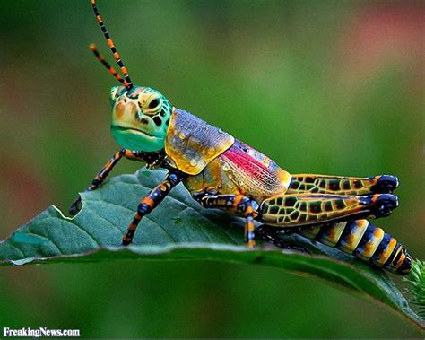 Funny Crickets Pictures Freaking News Insects Cool Insects