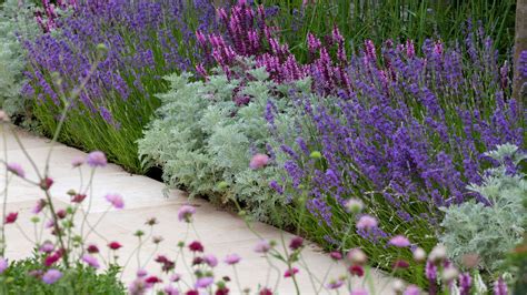 Landscaping With Lavender Ways To Use This Classic Gardeningetc