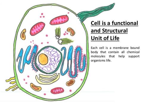 Cell The Basic Unit Of Life